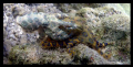   Blue Ring Octopus piggy back ride...Shot compact camera natural light February 2010... rideShot ride Shot 2010  